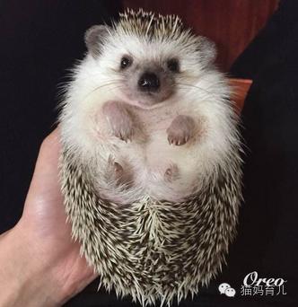 兔子与刺猬童话故事简笔画,小鸡球球和小刺猬简笔画