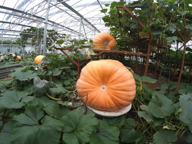 带上小蚁运动相机游潍坊（三）寿光菜博会