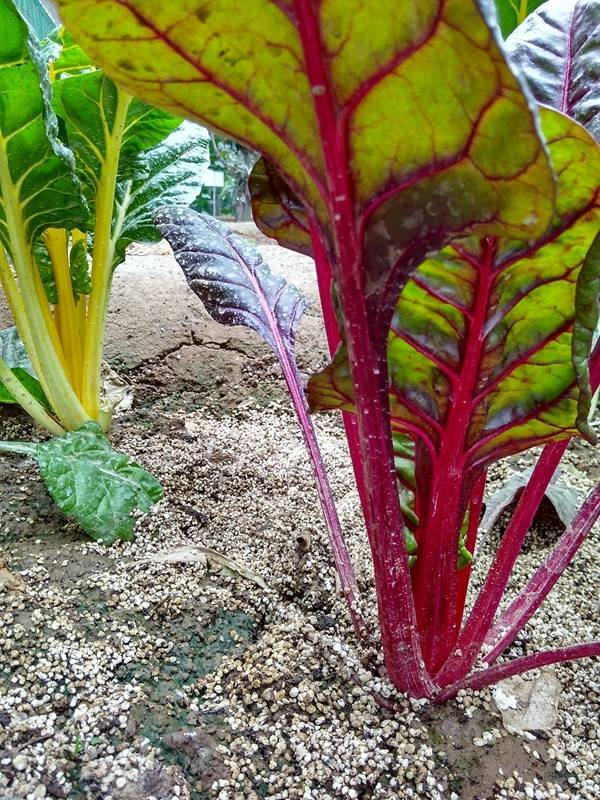 带上小蚁运动相机游潍坊（三）寿光菜博会