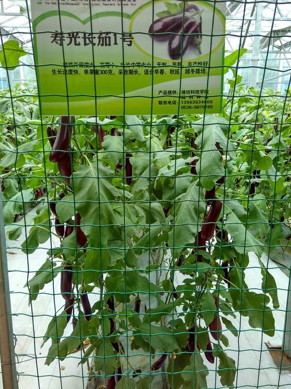 带上小蚁运动相机游潍坊（三）寿光菜博会