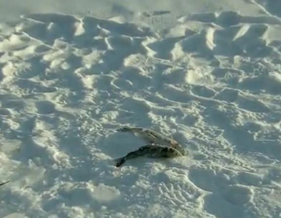 中国最冷小镇呼中上演泼水成冰秀,最冷内蒙古泼水成冰一个字就是美