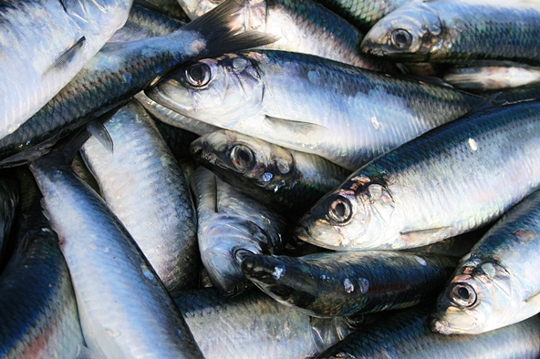 餐桌物种日历|4月20日大西洋鲱