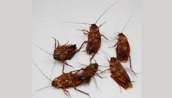 教你消灭蟑螂100种方法,消灭蟑螂的各种方法和妙招