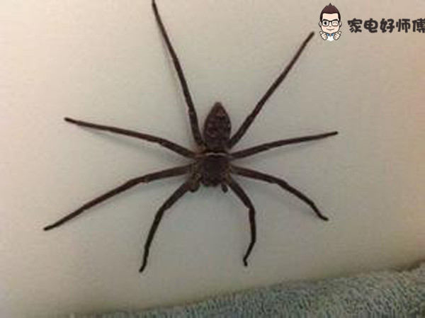 教你消灭蟑螂100种方法,消灭蟑螂的各种方法和妙招