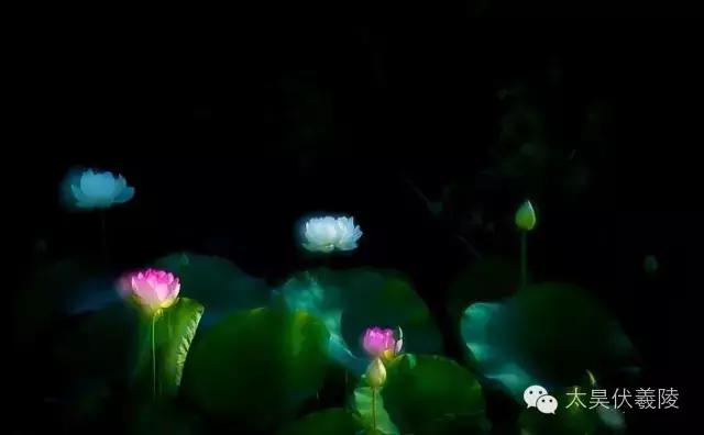 淮阳龙湖荷花视频,淮阳龙湖看荷花