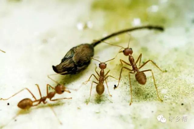 湖南乡村记实《童年杂记——虫伴》，值得一读！