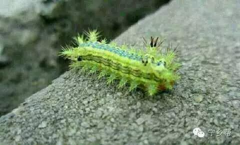 湖南乡村记实《童年杂记——虫伴》，值得一读！