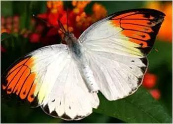 太原惊现史上最虐心的蝶萤文化节！爱我就带我去与蝶共舞、与萤作