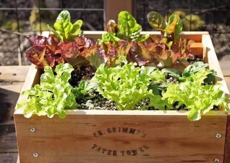 各种花盆搭配什么绿植,适合搭配装饰花盆的小植物