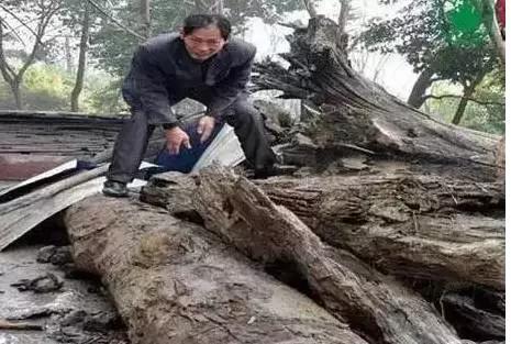 老宅发现100年前乌木,江西小山村挖出价值1亿的乌木