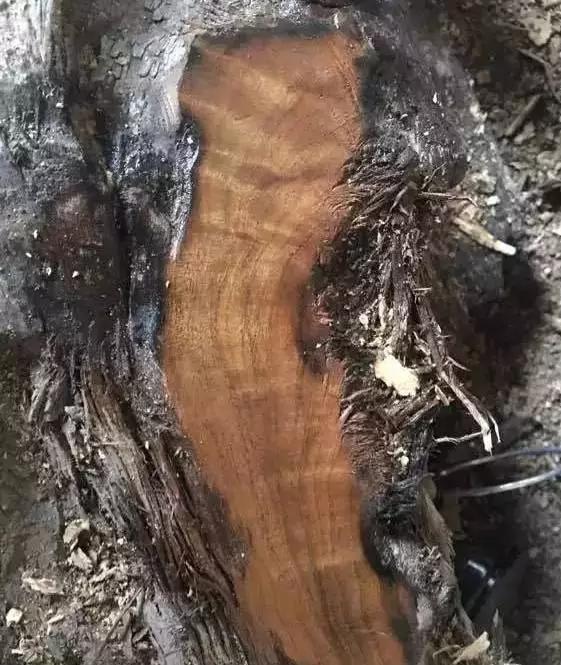 老宅发现100年前乌木,江西小山村挖出价值1亿的乌木
