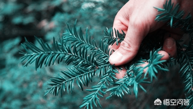 白蛋白紫杉醇副作用多久减轻,卡铂白蛋白紫杉醇化疗副作用