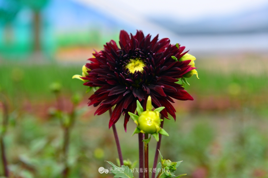 红石沟油菜花,红石沟秋景