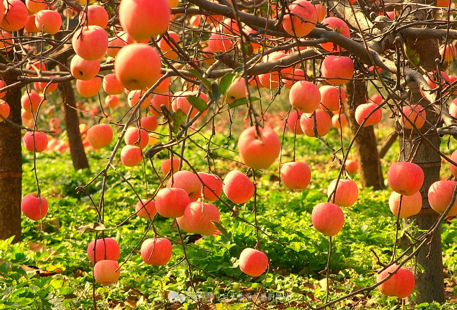 红石沟油菜花,红石沟秋景