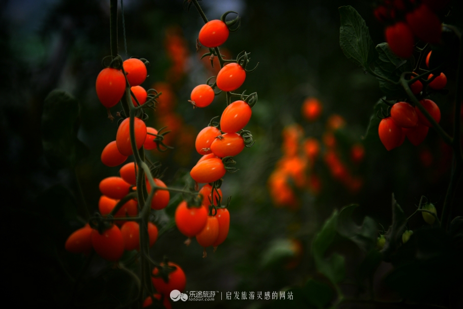 红石沟油菜花,红石沟秋景