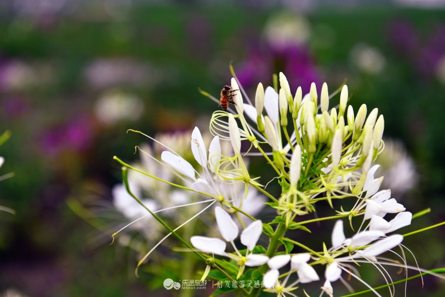 红石沟油菜花,红石沟秋景