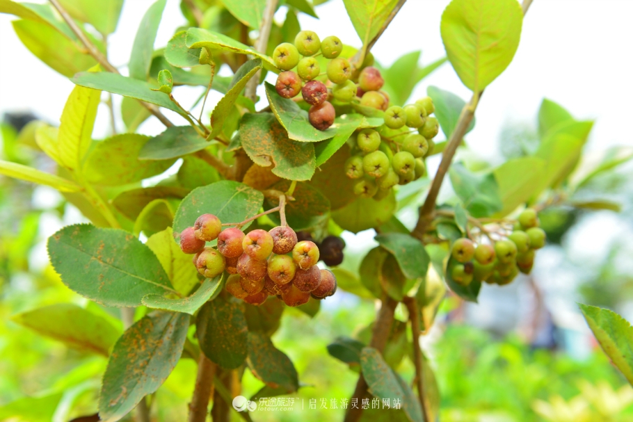 红石沟油菜花,红石沟秋景