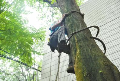 腰插*刀砍**足蹬脚扣“都市伐木人”从山野转战街巷