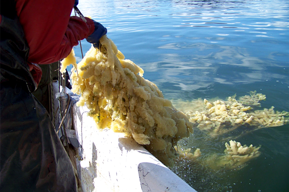 餐桌物种日历|4月20日大西洋鲱