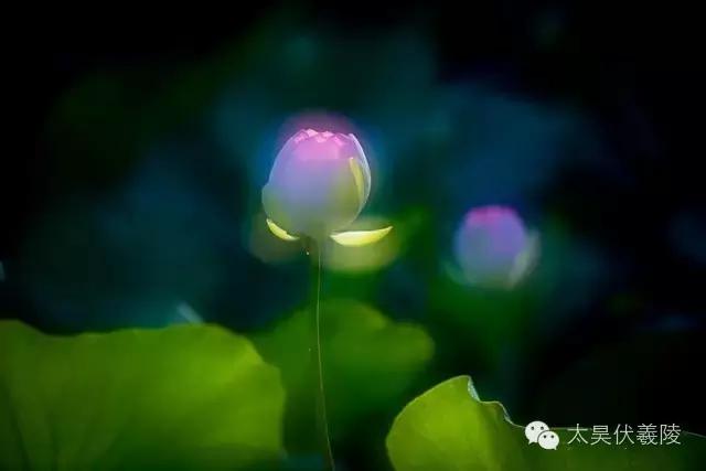 淮阳龙湖荷花视频,淮阳龙湖看荷花