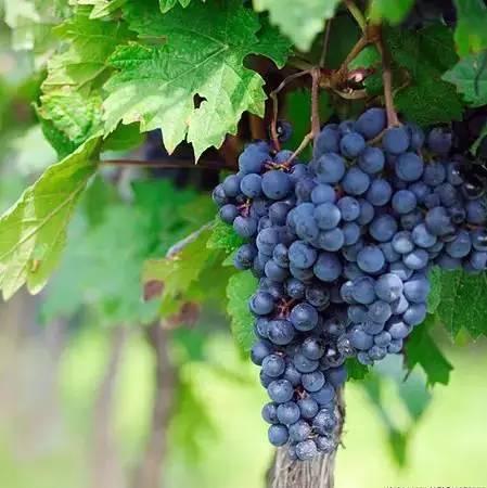 推荐几款好吃又好种的葡萄品种,葡萄里面哪个品种最甜最好吃