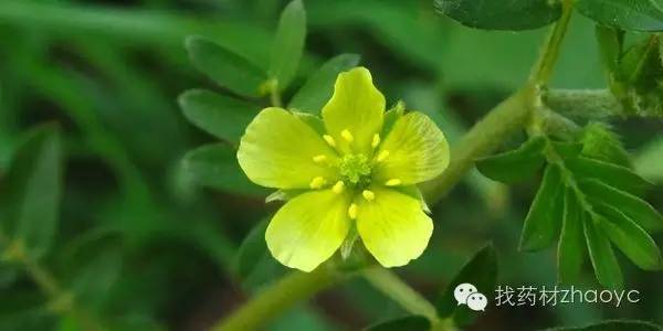 中医美白护肤中药配方,内服美白中药配方功效