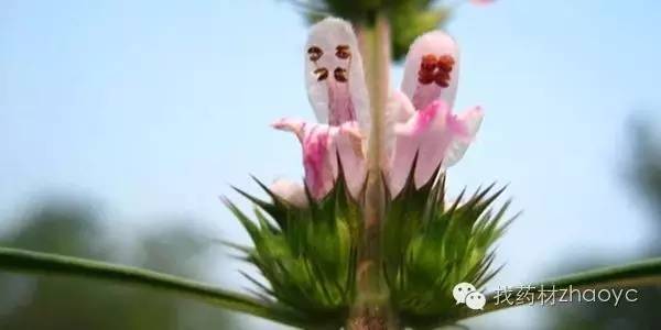 中医美白护肤中药配方,内服美白中药配方功效