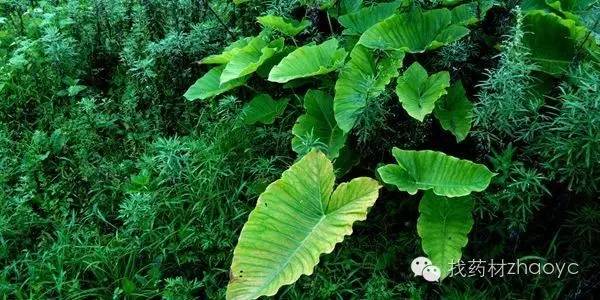 中医美白护肤中药配方,内服美白中药配方功效