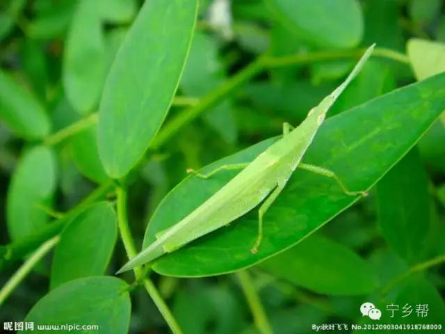 湖南乡村记实《童年杂记——虫伴》，值得一读！