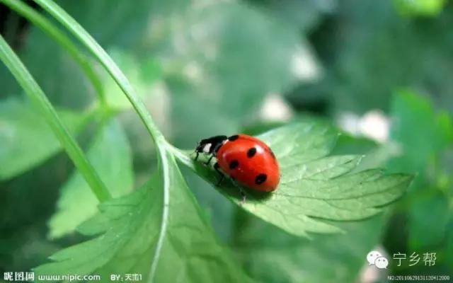 湖南乡村记实《童年杂记——虫伴》，值得一读！
