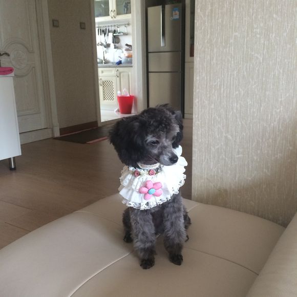 长腿泰迪和短腿泰迪的区别,短腿泰迪和长腿泰迪的区别