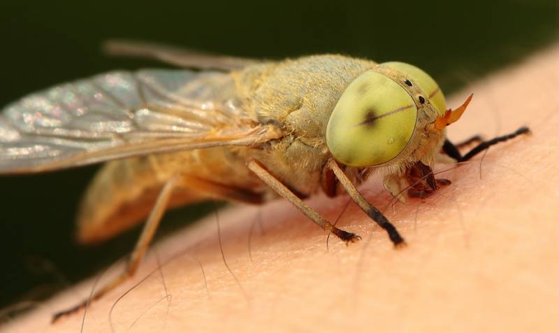 牛虻人畜皆害的吸血虫,遇见吸血虫牛虻怎么办