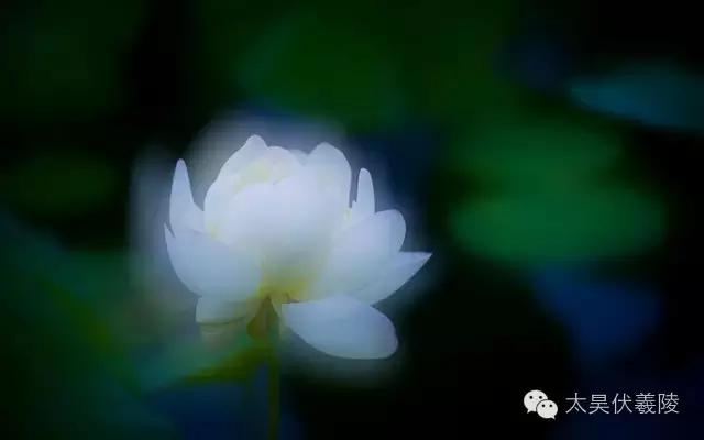 淮阳龙湖荷花视频,淮阳龙湖看荷花