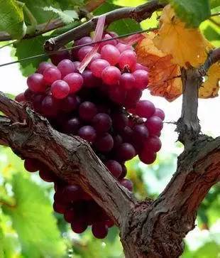 推荐几款好吃又好种的葡萄品种,葡萄里面哪个品种最甜最好吃