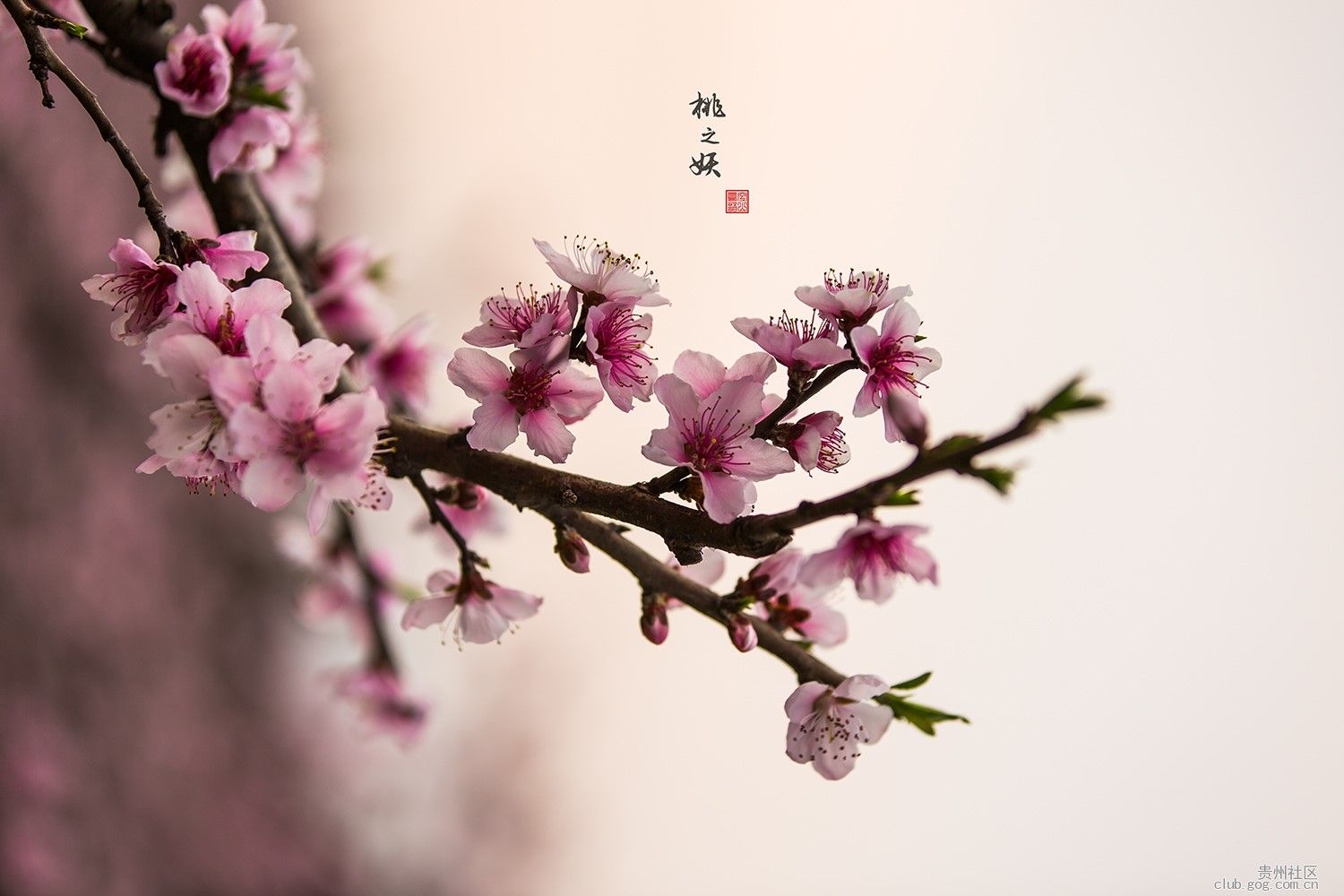 诗经中的古典婉约的女子,诗经中的绝美名字外柔内刚