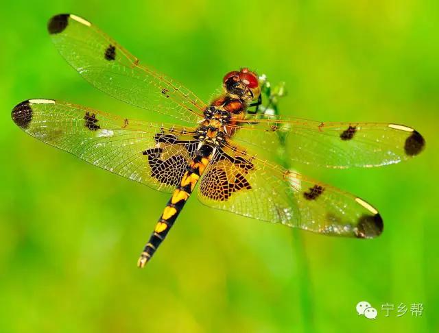 湖南乡村记实《童年杂记——虫伴》，值得一读！