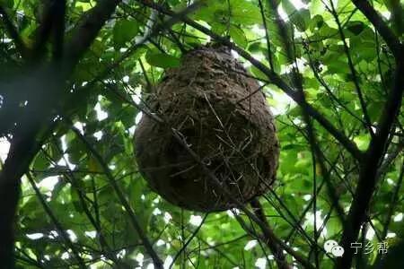 湖南乡村记实《童年杂记——虫伴》，值得一读！