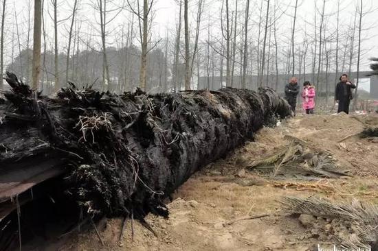 东方神木乌木金丝楠阴沉木,巨大乌木是阴沉木