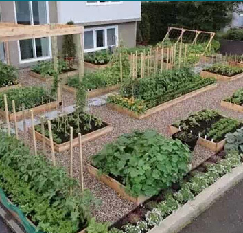 一米菜园风靡全球,一米菜园经营模式怎么样