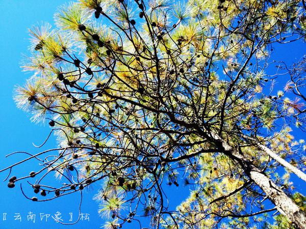 人生若只如初见在广州,人生若只如初见云南