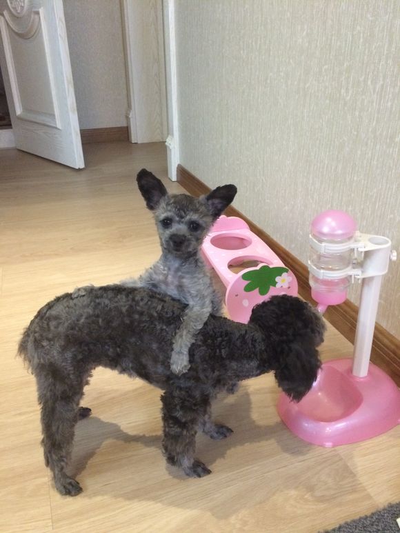 长腿泰迪和短腿泰迪的区别,短腿泰迪和长腿泰迪的区别