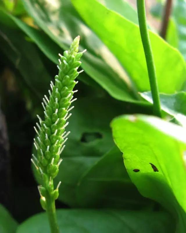 古人吃什么？《诗经》蔬果志：你现在还在采的芣苡