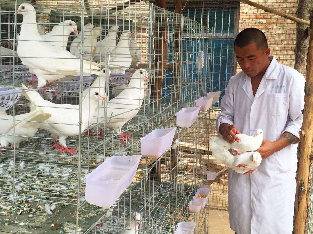 河南省柘城县张桥村靠肉鸽养殖助贫困户脱贫