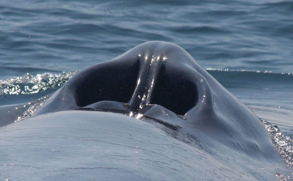 林奈的远见:称45米长280吨重的蓝鲸为小鼠鲸?