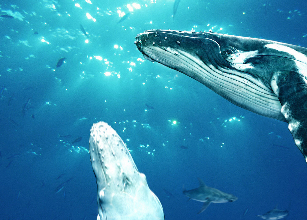 林奈的远见:称45米长280吨重的蓝鲸为小鼠鲸?