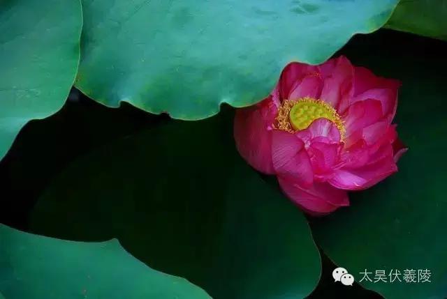 淮阳龙湖荷花视频,淮阳龙湖看荷花