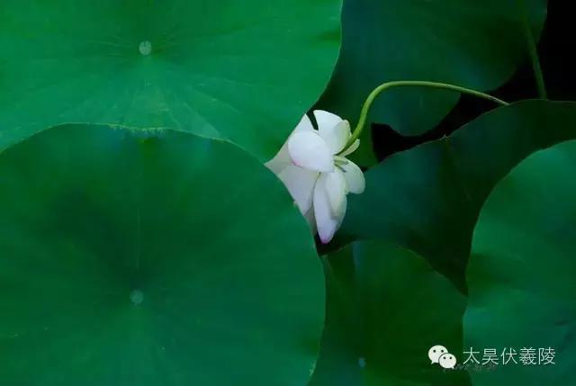 淮阳龙湖荷花视频,淮阳龙湖看荷花