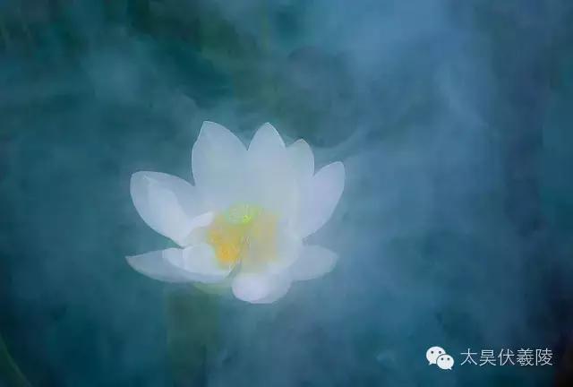 淮阳龙湖荷花视频,淮阳龙湖看荷花