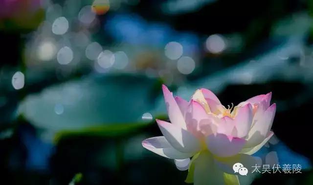 淮阳龙湖荷花视频,淮阳龙湖看荷花