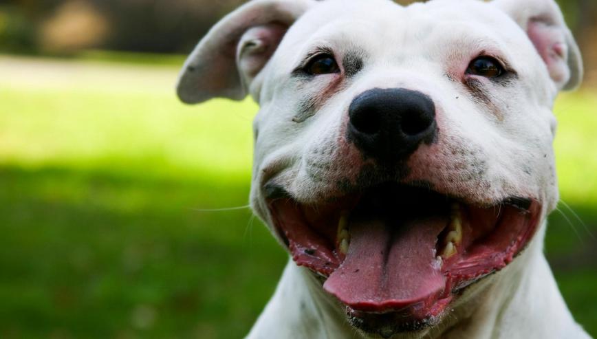 狗狗尿液很黄可能是这几个原因,狗狗尿液一直是黄色的正常吗